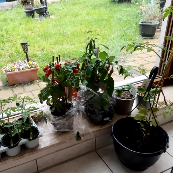 Planzen-fuer-Hochbeet